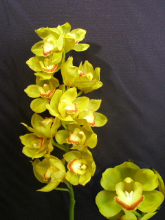 Cymbidium Daylight.jpg - Cymbidium Daylight